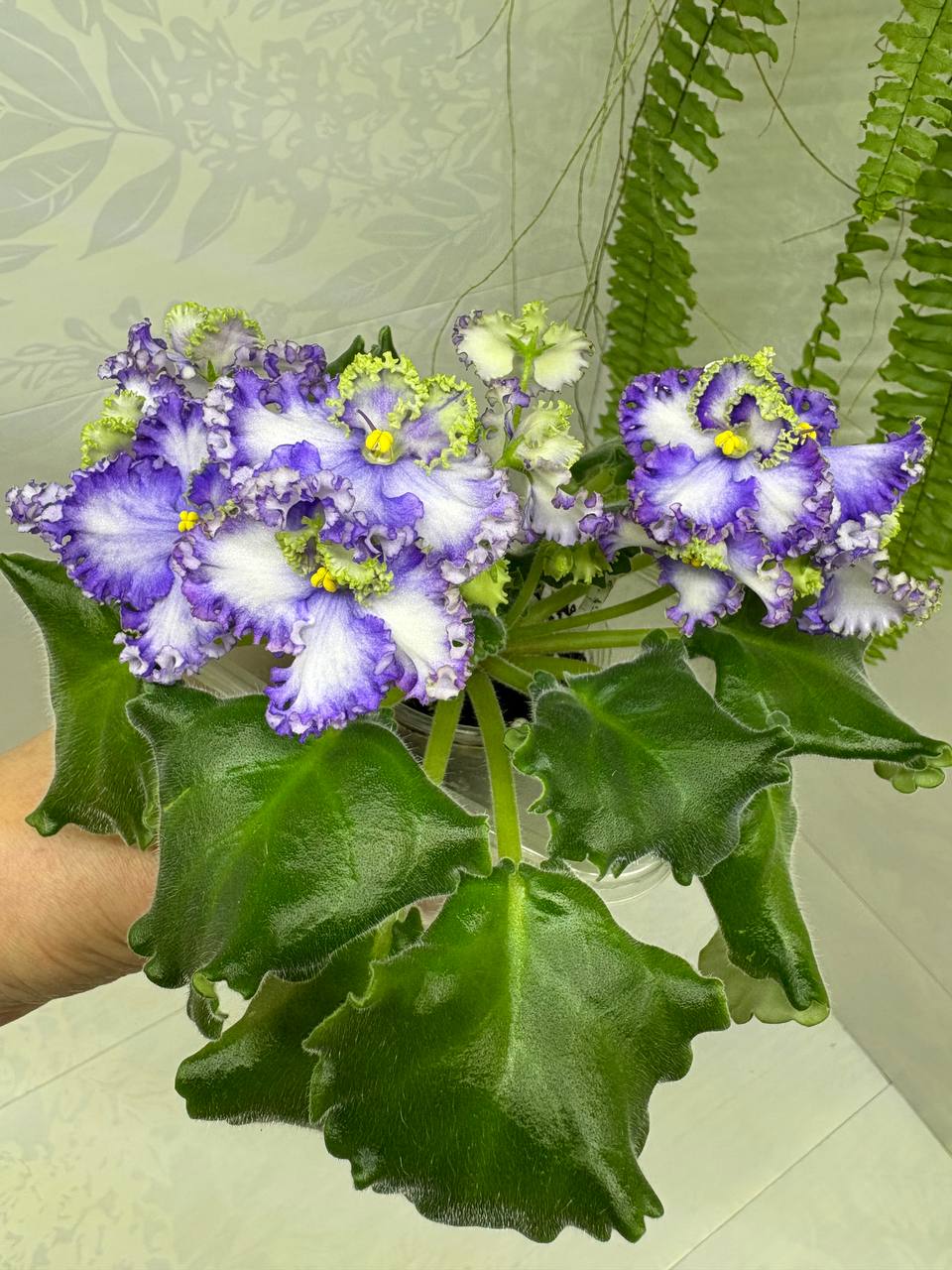 Цветущие сортовые фиалки - частное объявление в Чита