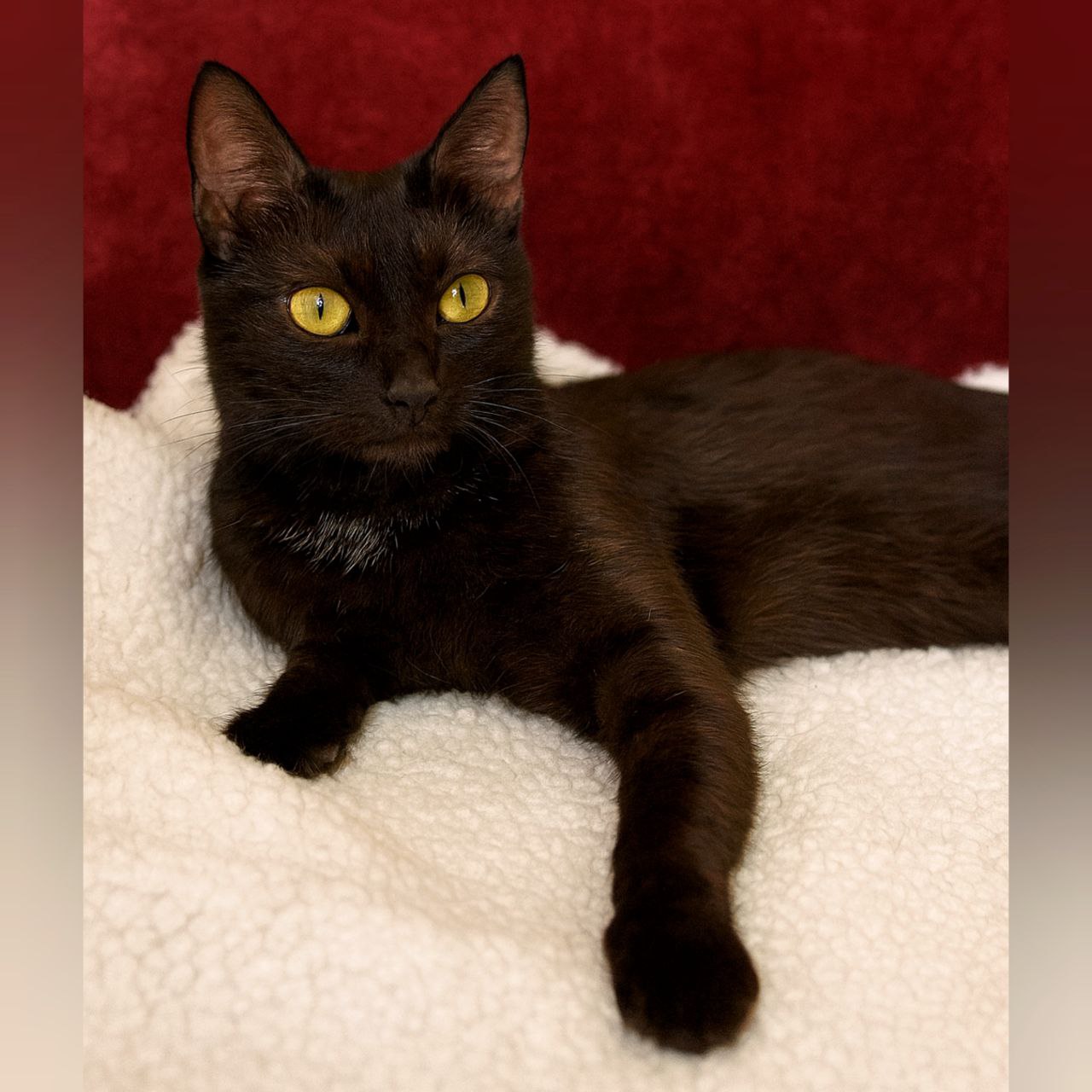 Особенная кошечка ищет новый дом - Животные в Чита