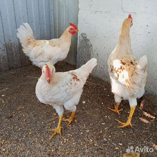 Продажа молодых петушков Ломан Браун - Животные в Чита