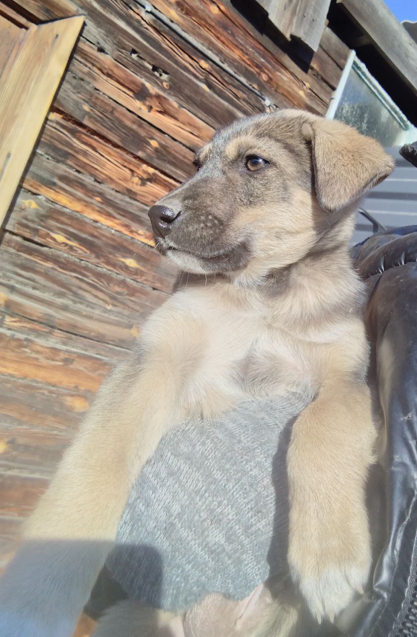 Щенок в добрые руки - Животные в Чита