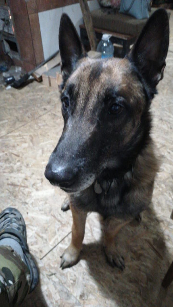 В Чите разыскивается пес-сапер - Животные в Чита