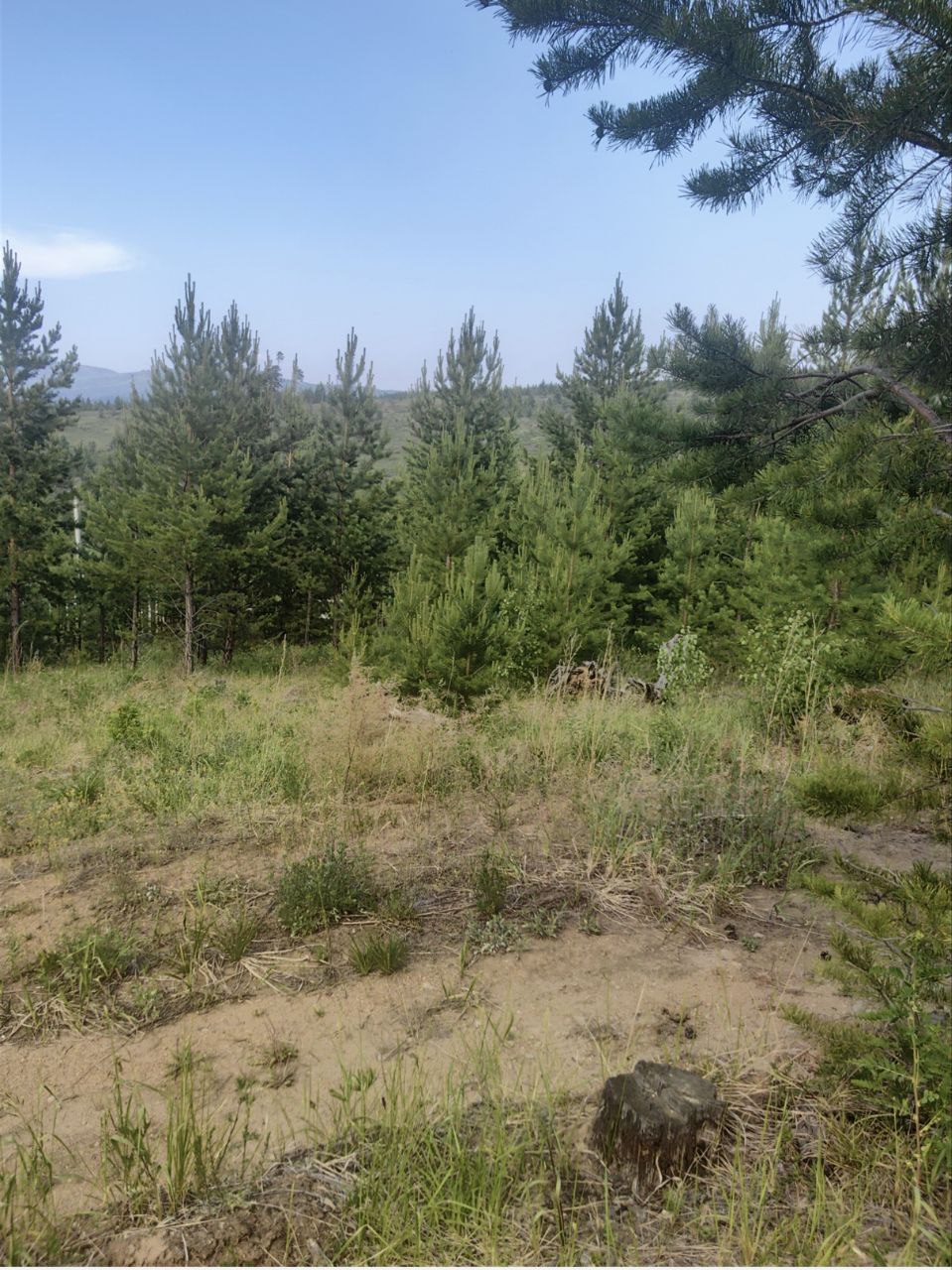 Продажа участка в Верхней Берёзовке ДНТ Красная поляна - частное объявление в Улан-Удэ