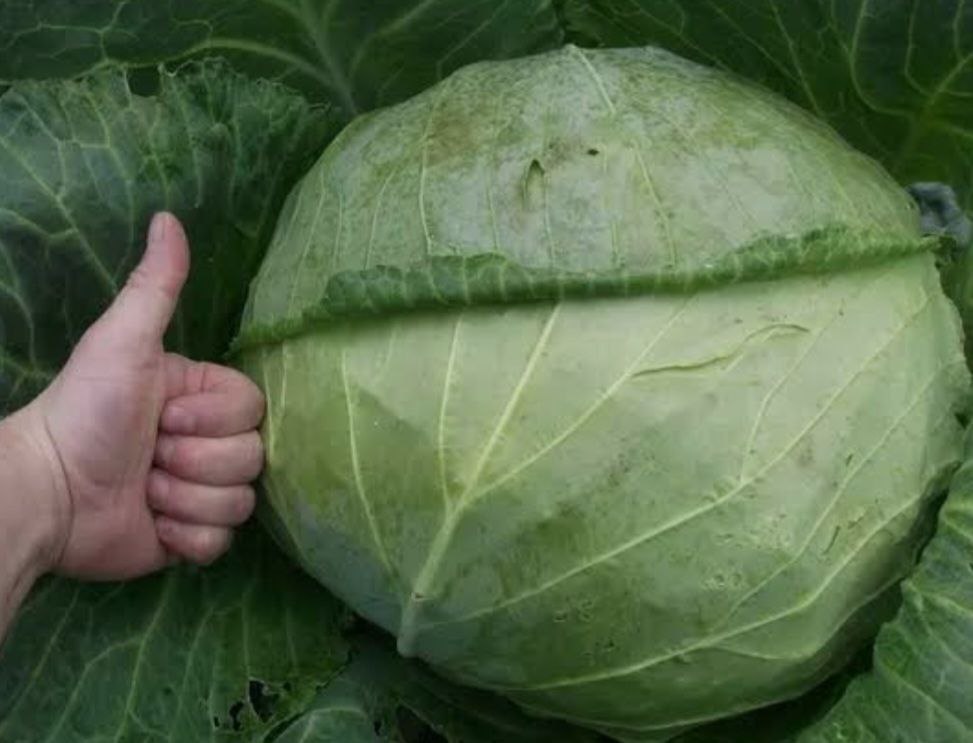 Продам капусту сорт МЕГАТОН - Для дома и дачи в Абакан