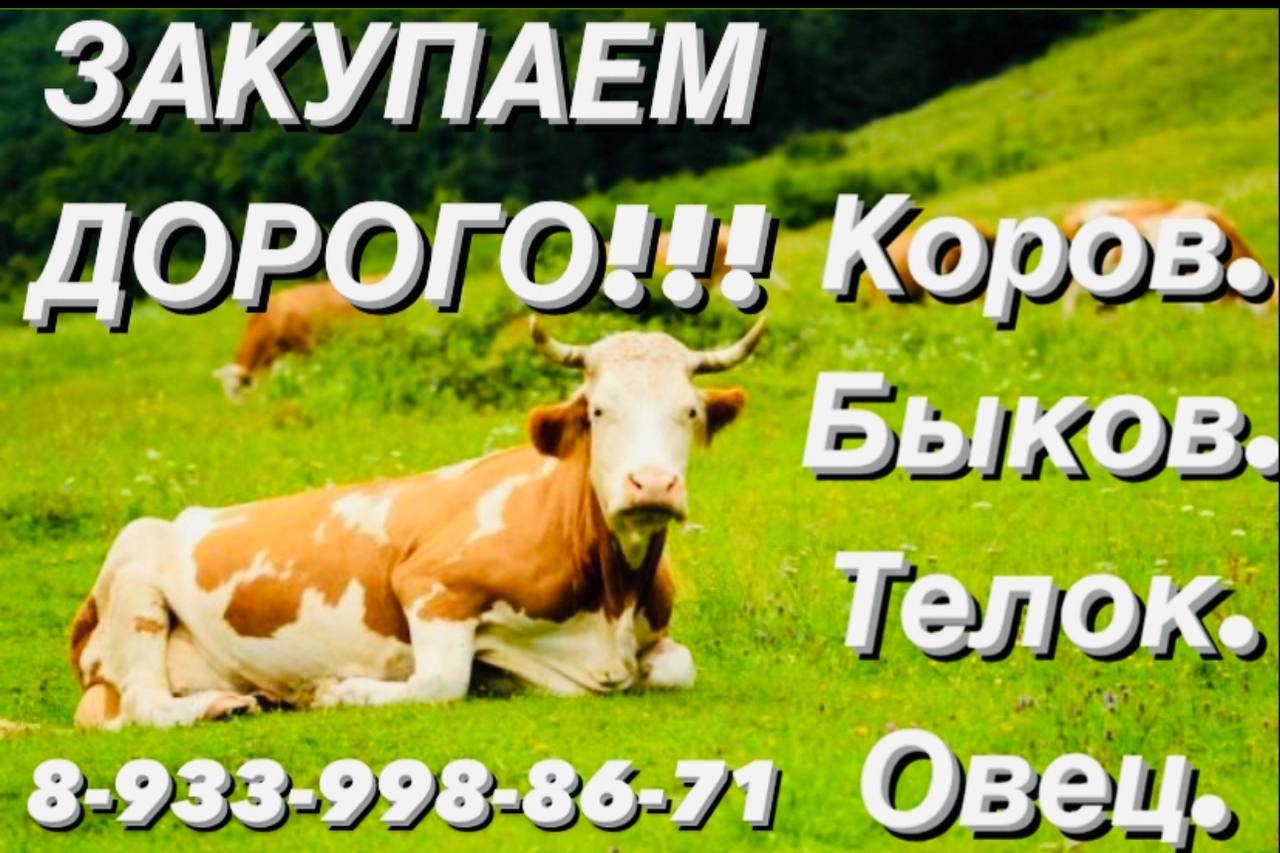 Закупка КРС КФХ «СИБИРЬ» - частное объявление в АБАКАН
