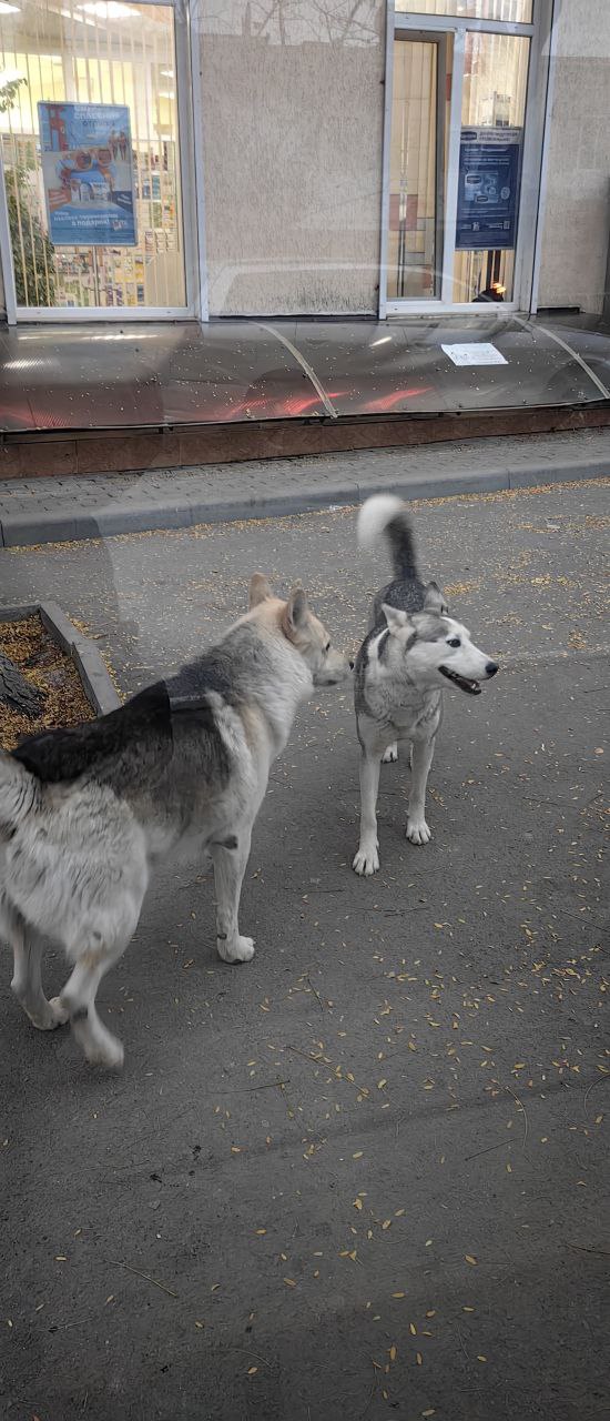Помогите поймать собаку в районе Луговской больницы - Животные в Симферополь