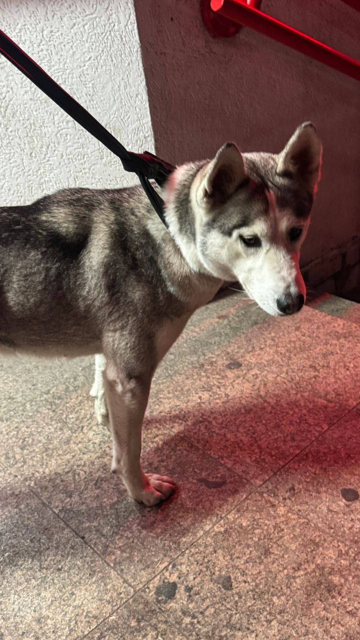 Помогите поймать собаку в районе Луговской больницы - Животные в Симферополь - фото 2