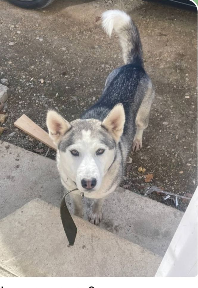 Помогите поймать собаку в районе Луговской больницы - Животные в Симферополь - фото 4