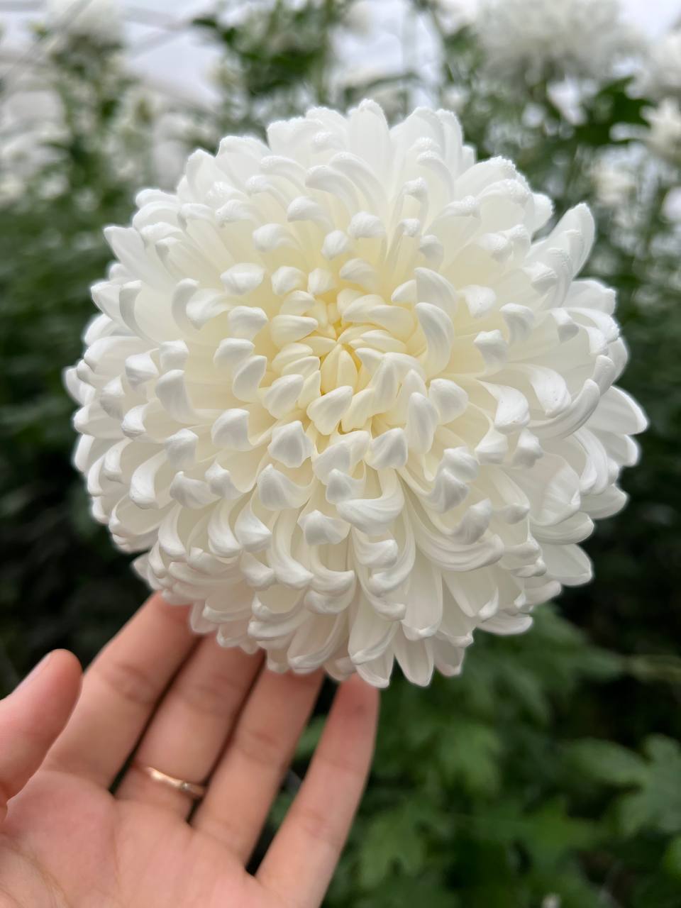 Букет из хризантем Рибонет - Хобби и отдых в Симферополь - фото 2