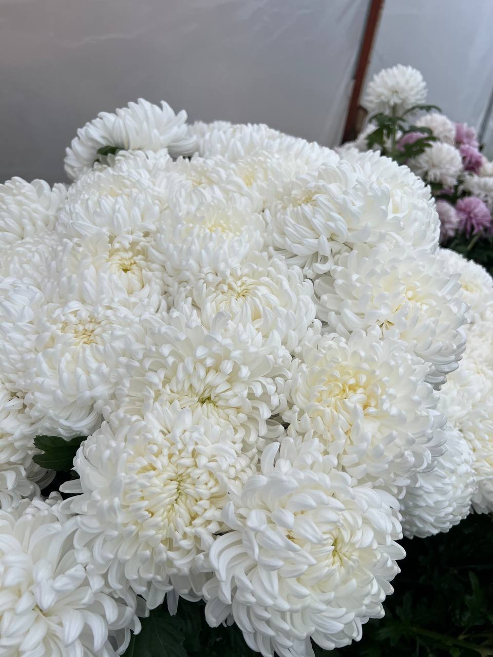 Букет из хризантем Рибонет - Хобби и отдых в Симферополь - фото 3