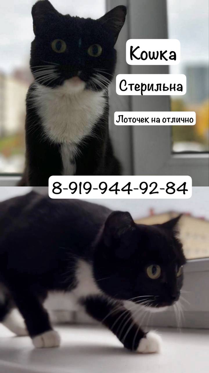 Ищу дом для кошки Милки - Животные в Тюмень