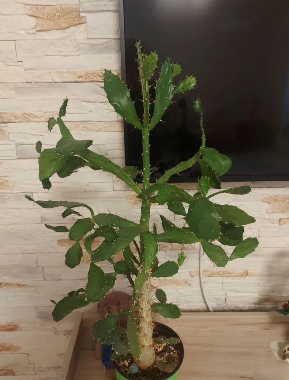 Кактус опунция с кашпо - Хобби и отдых в Тюмень