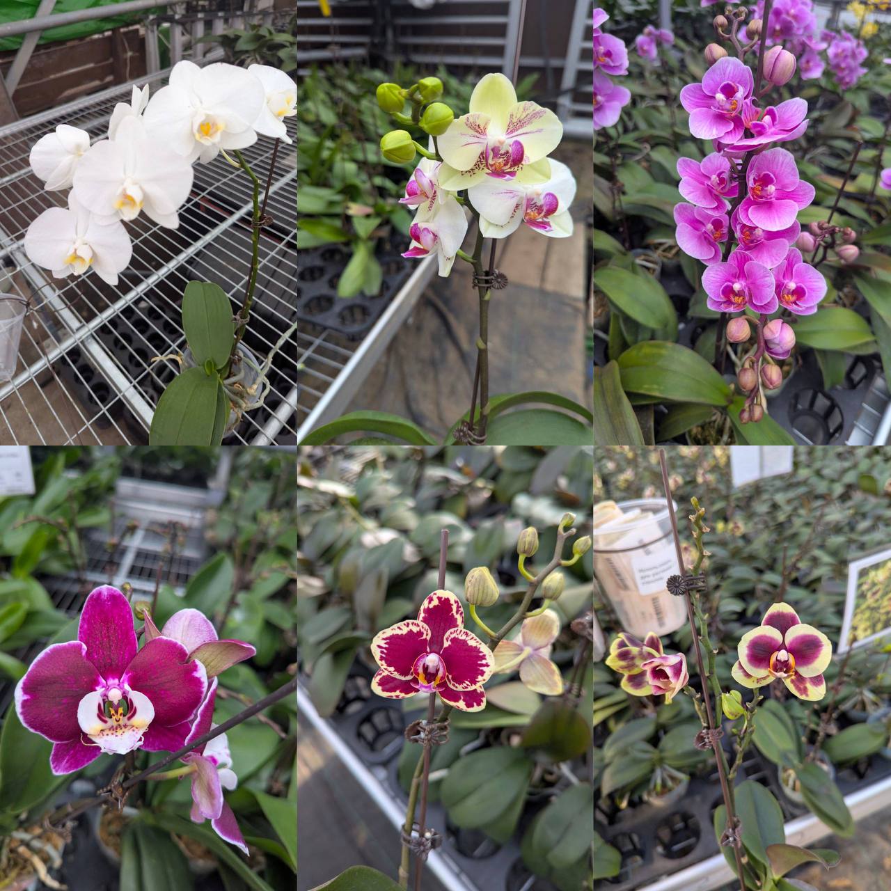 Цветущие орхидеи - частное объявление в Белгородская область