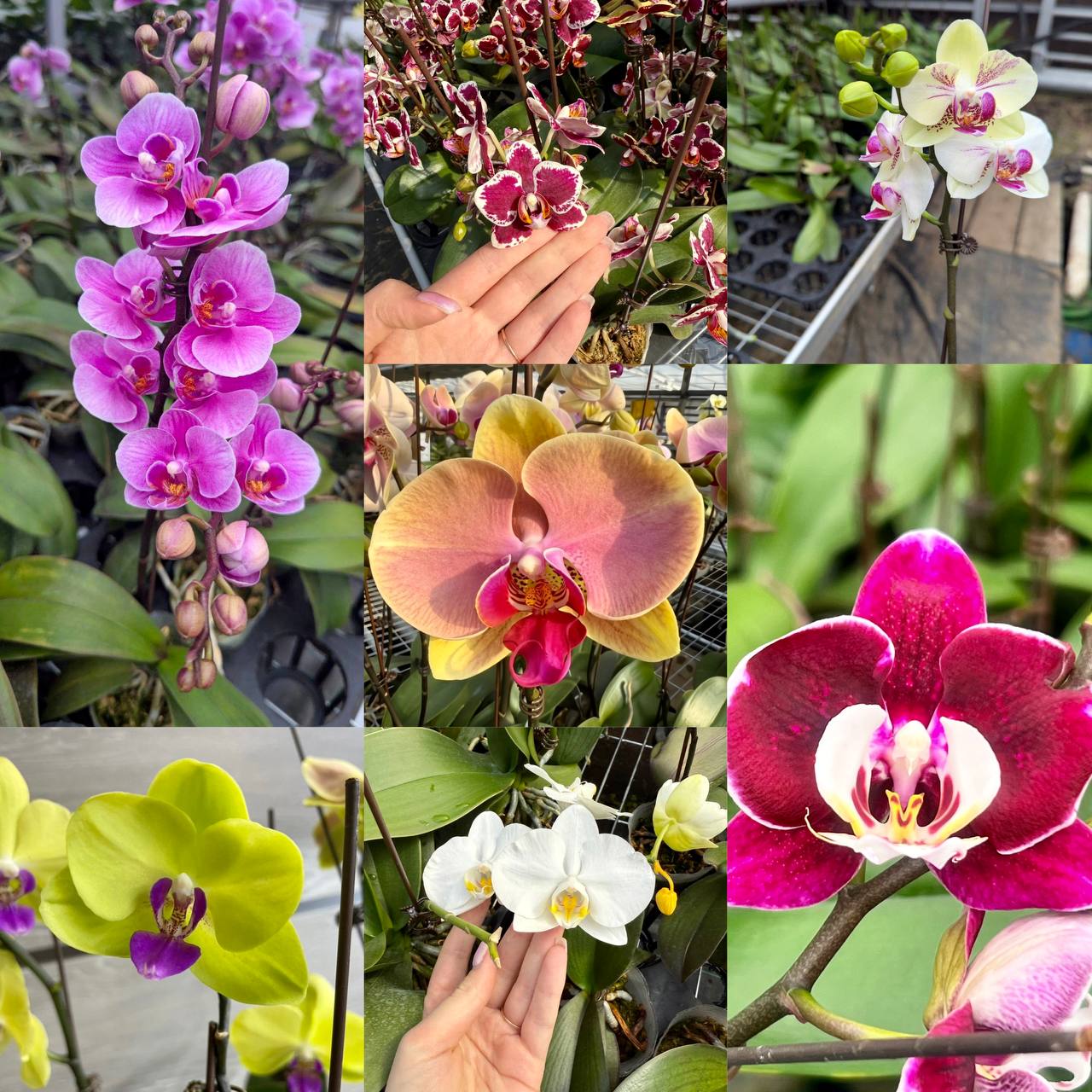 Цветущие орхидеи - частное объявление в Белгородская область