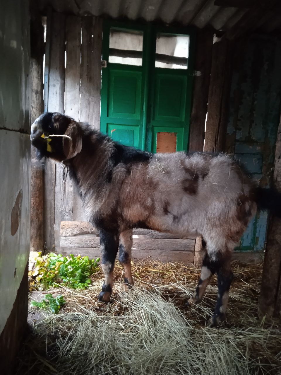 Продам козла на мясо - частное объявление в Белгородская область