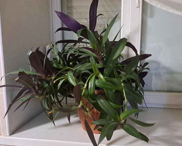 Продам деток Традесканции - частное объявление в Белгородская область