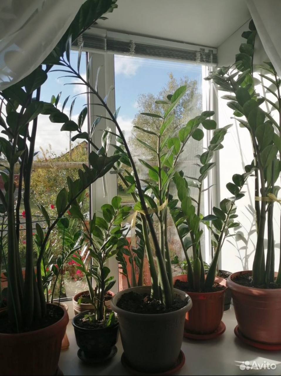 Продам замиокулькасы - частное объявление в Белгородская область