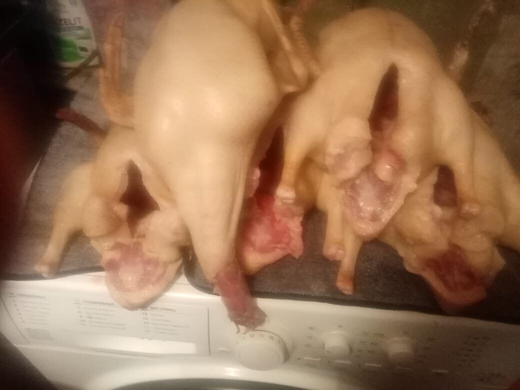 Щипание птицы - Услуги в Волгоград - фото 2