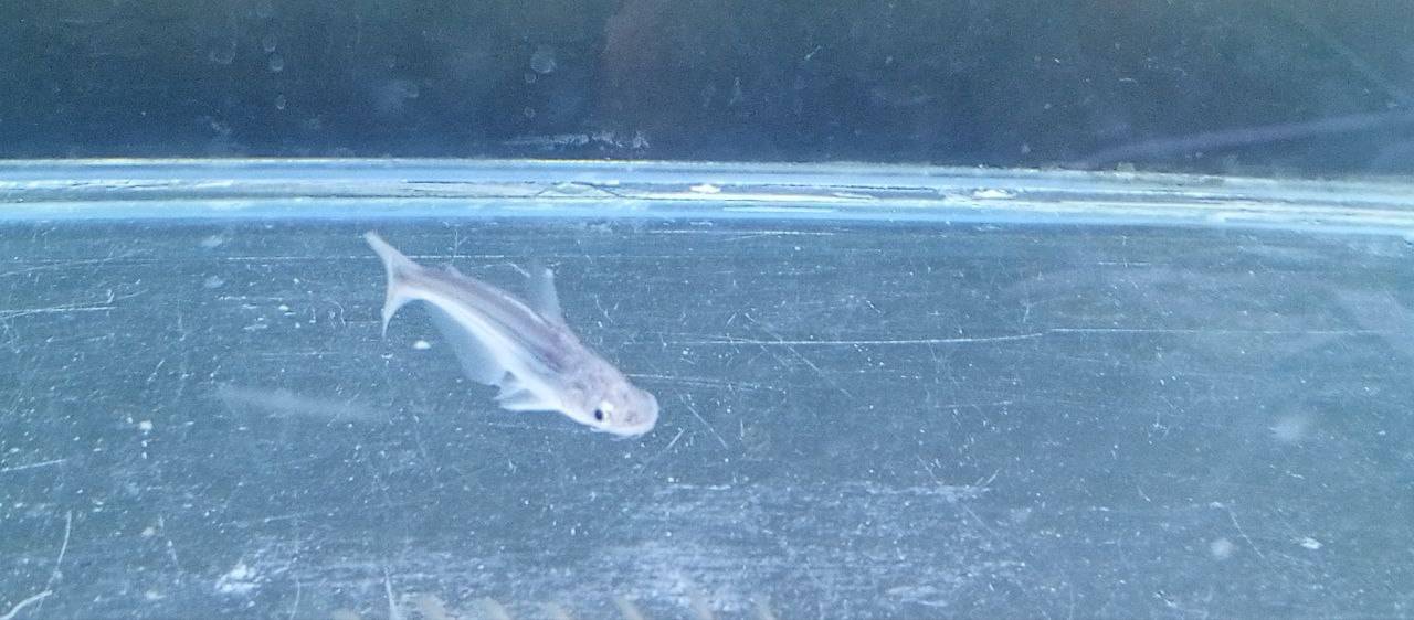 Полиптерус и два пангасиуса - частное объявление в ВОЛГОГРАД