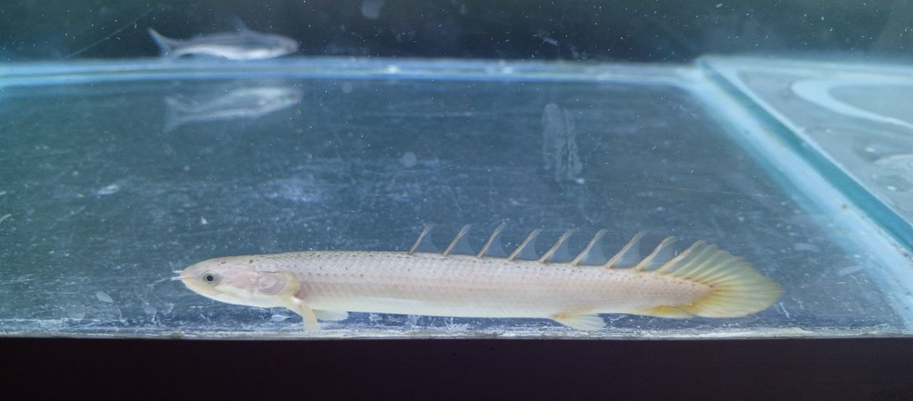 Полиптерус и два пангасиуса - Животные в ВОЛГОГРАД - фото 3