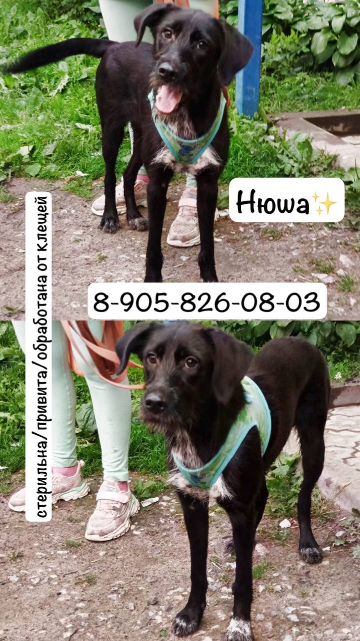 Собака Нюша - Животные в Тюмень