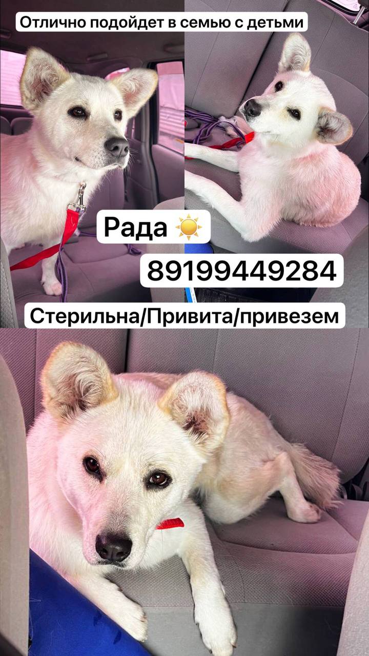 Ласковая собака небольшого размера - Животные в Тюмень