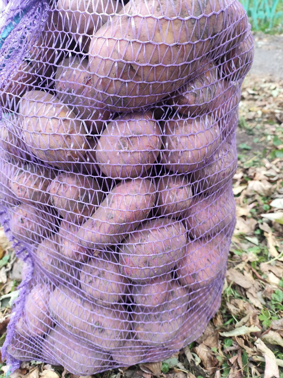 Картофель с огорода в сетку - Для дома и дачи в Тюмень