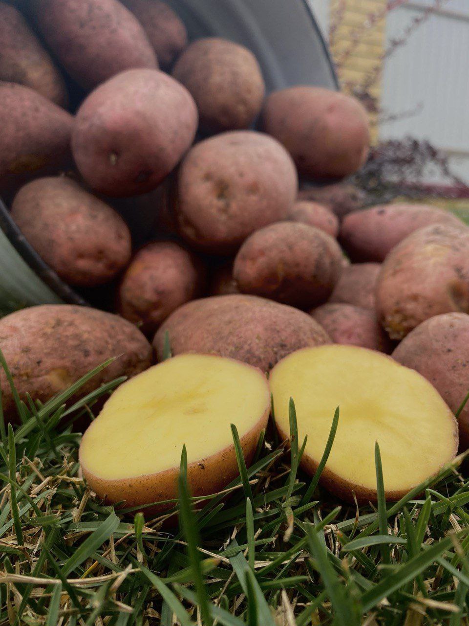 Картофель с огорода в сетку - Для дома и дачи в Тюмень - фото 2