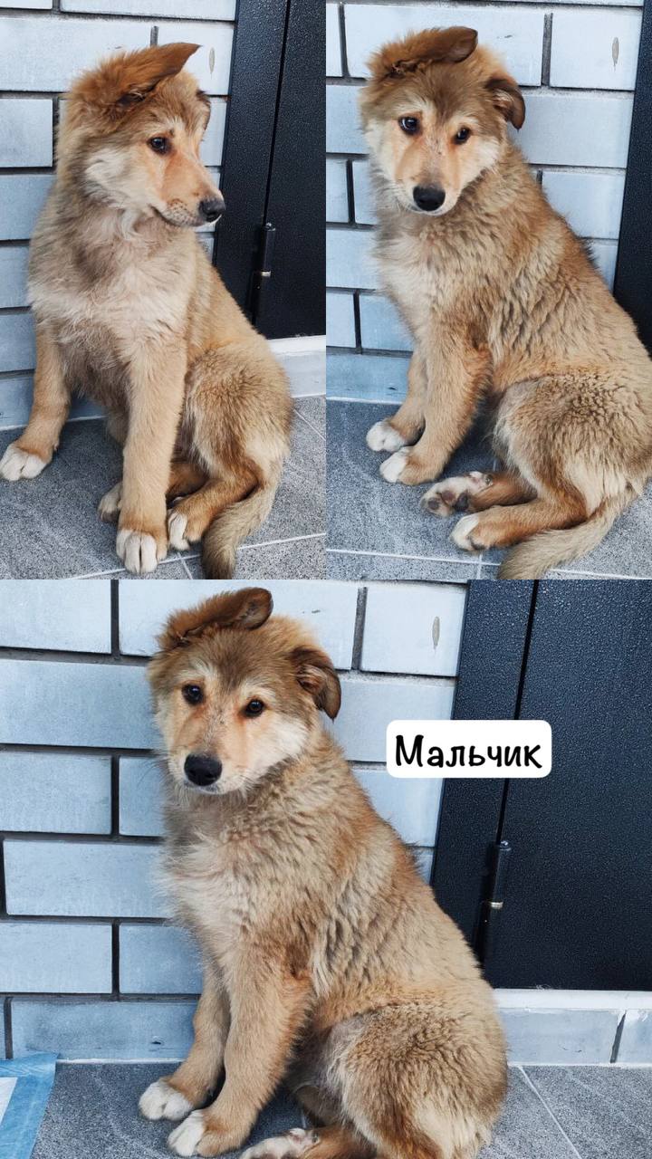 Щенок Лёва ищет дом - Животные в Тюмень