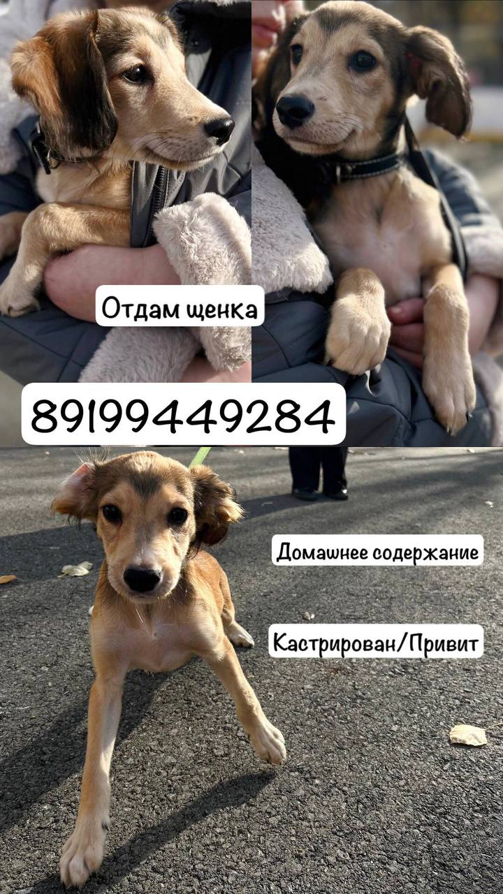 Отдам в добрые руки - Животные в Тюмень