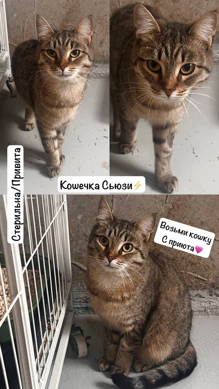 Ищем дом для кошечки Сьюзи - Животные в Тюмень