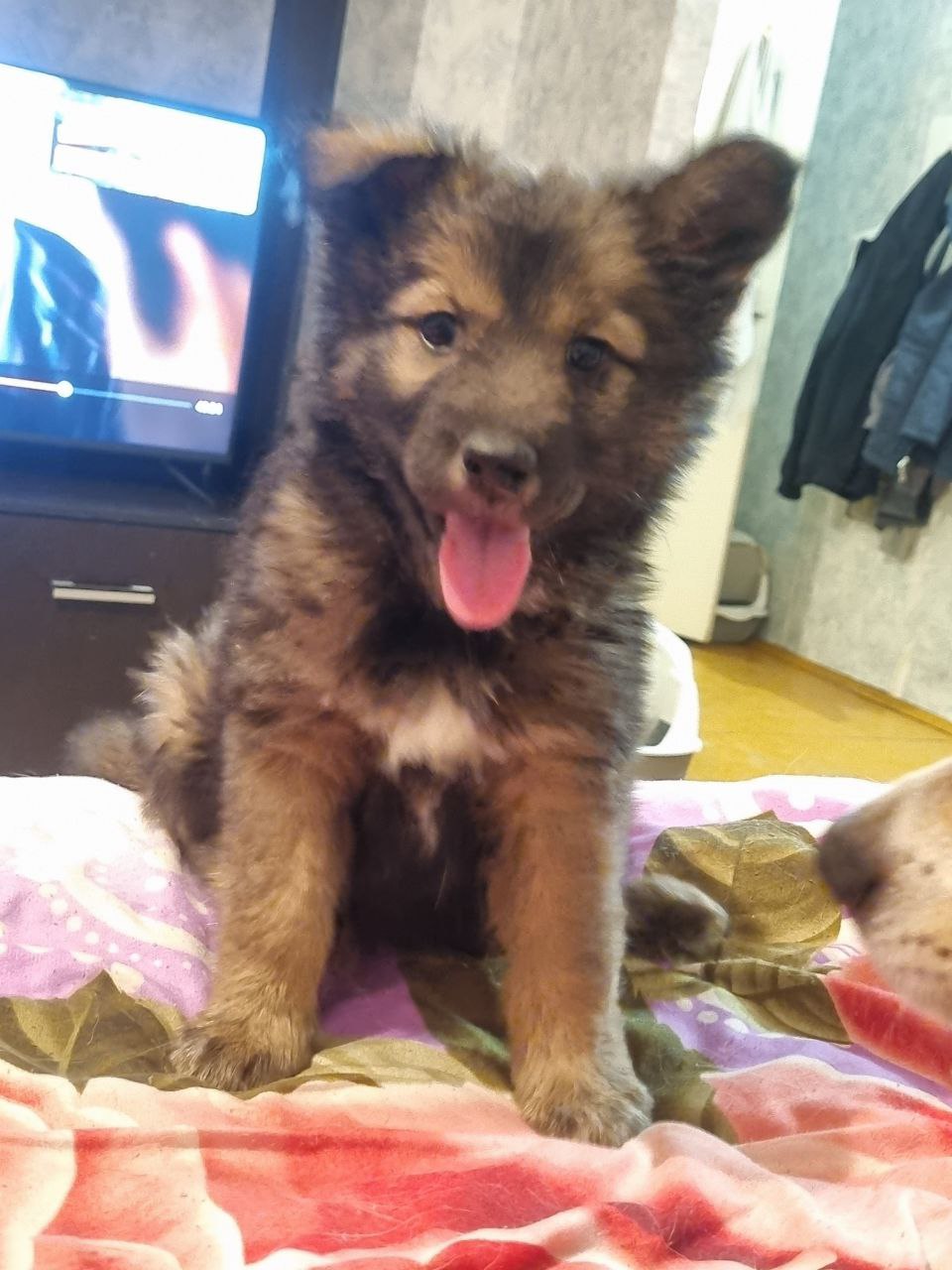 Славная девочка ищет тёплый дом - Животные в Братск