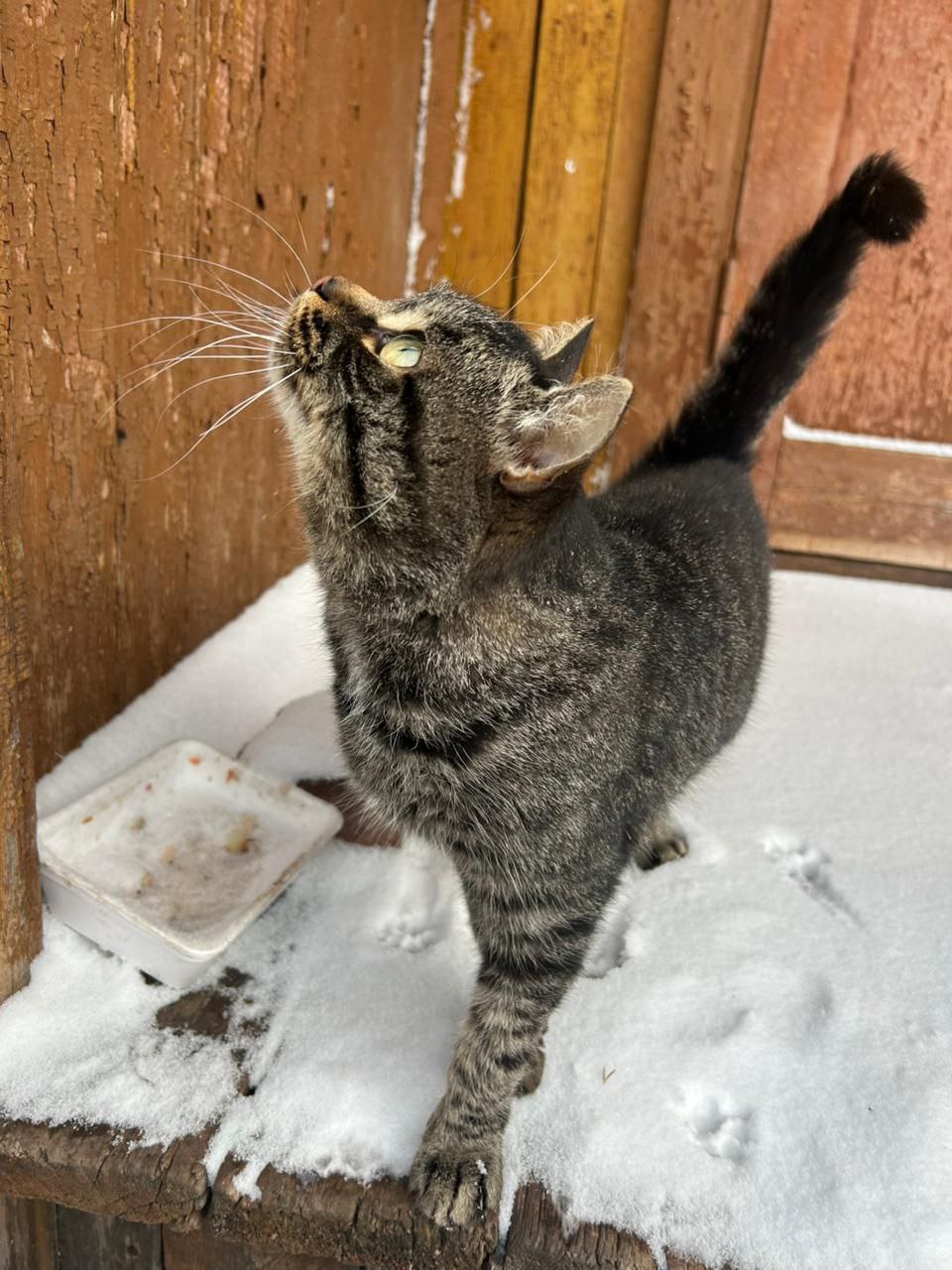 Котик ищет дом в Братске - Животные в Братск