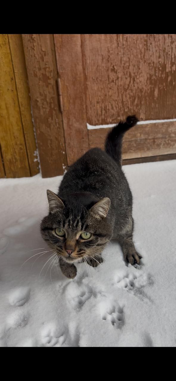 Котик ищет дом в Братске - Животные в Братск - фото 3