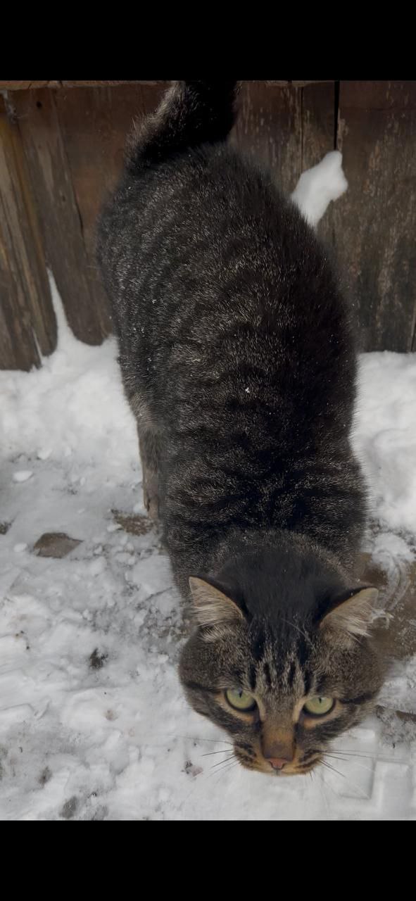 Котик ищет дом в Братске - Животные в Братск - фото 4