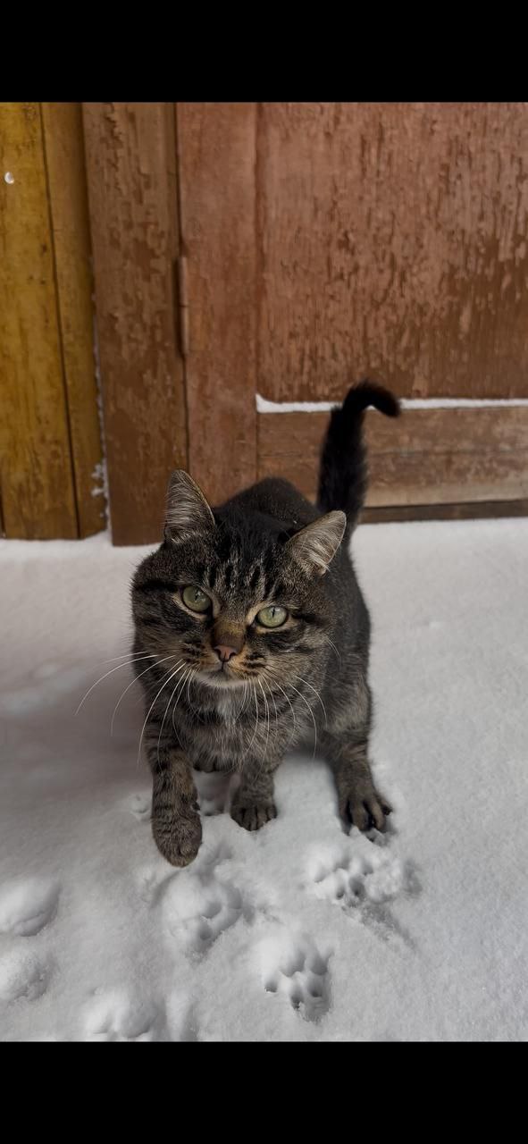 Котик ищет дом в Братске - Животные в Братск - фото 5