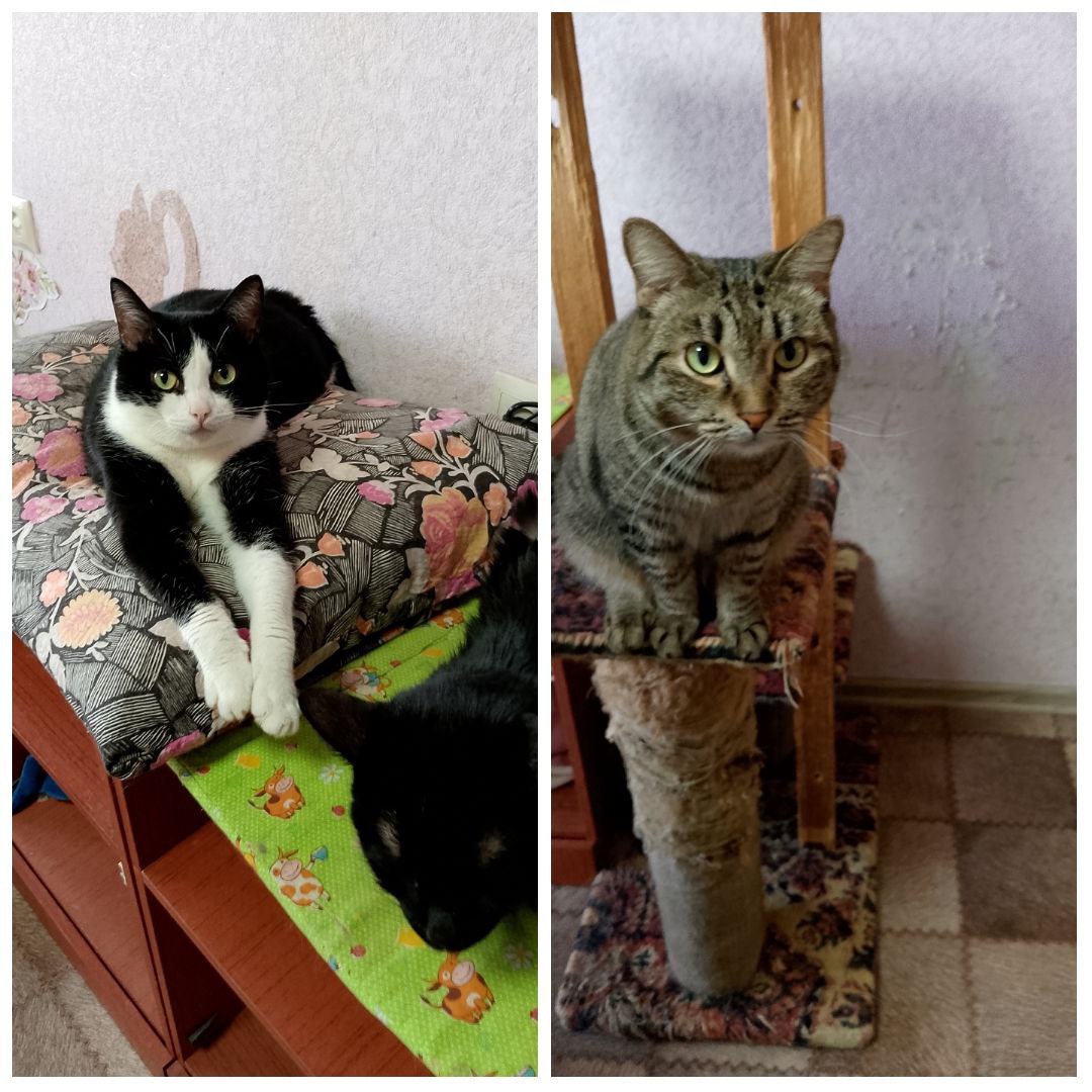 Отдам молодых стерильных котов в добрые руки - Животные в Братск