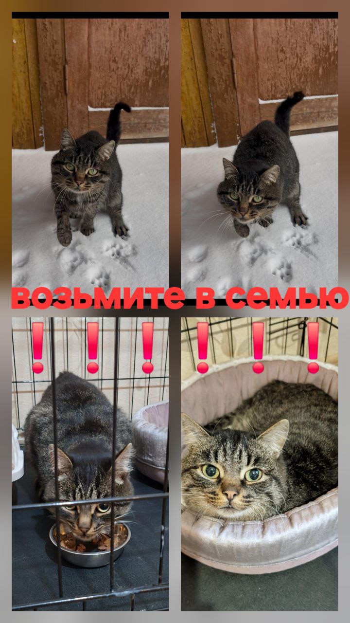 Котик ищет дом - Животные в Братск