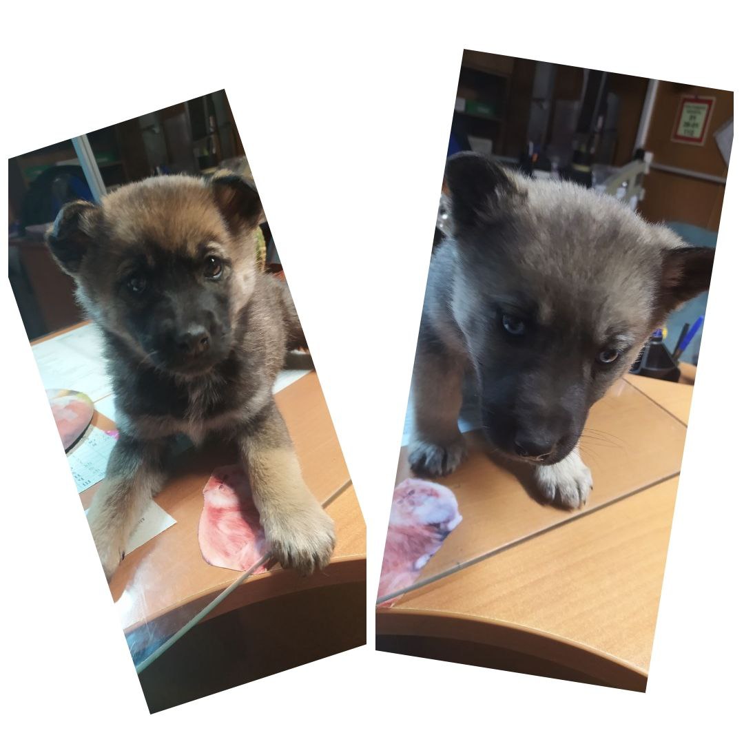 Ищем дом щенкам - Животные в Братск