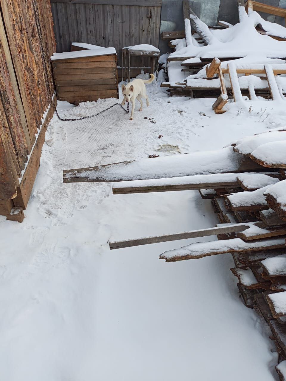 Брошенный пес нуждается в доме - Животные в Братск