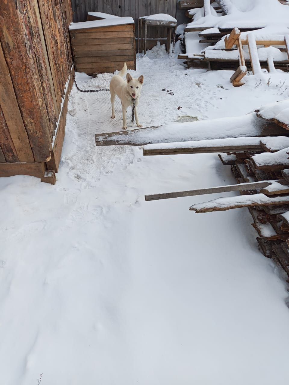 Брошенный пес нуждается в доме - Животные в Братск - фото 3