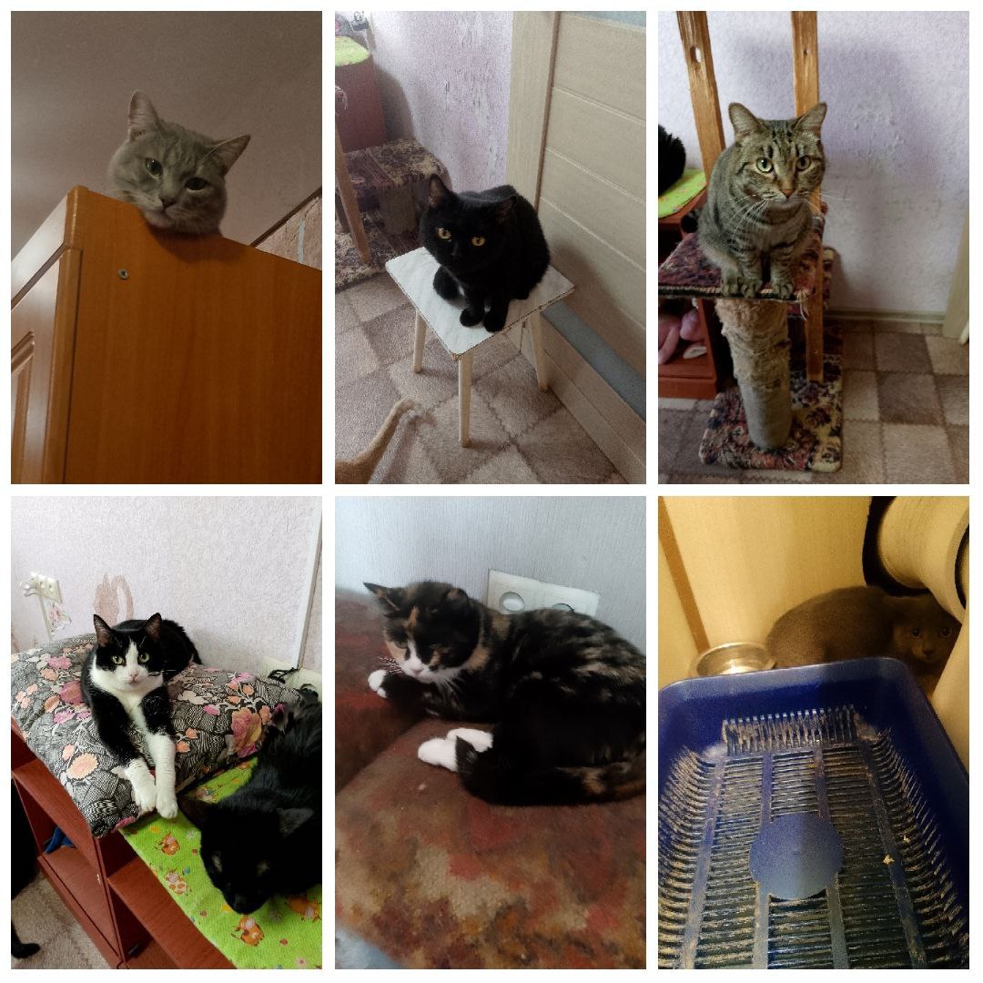 Отдам молодых стерильных кошек и котов в добрые руки - частное объявление в Братск