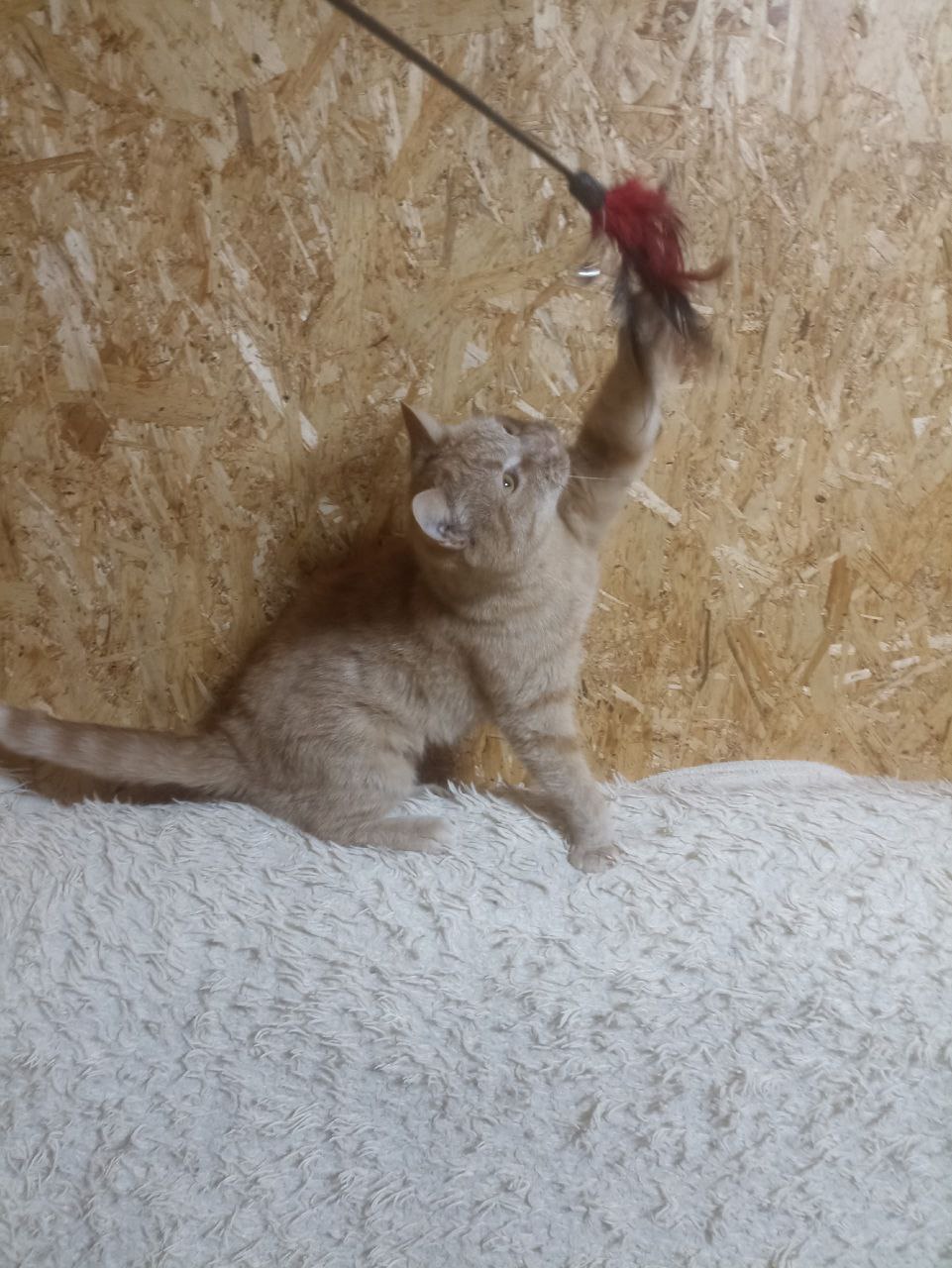 Кошка ищет дом - Животные в Нижневартовск