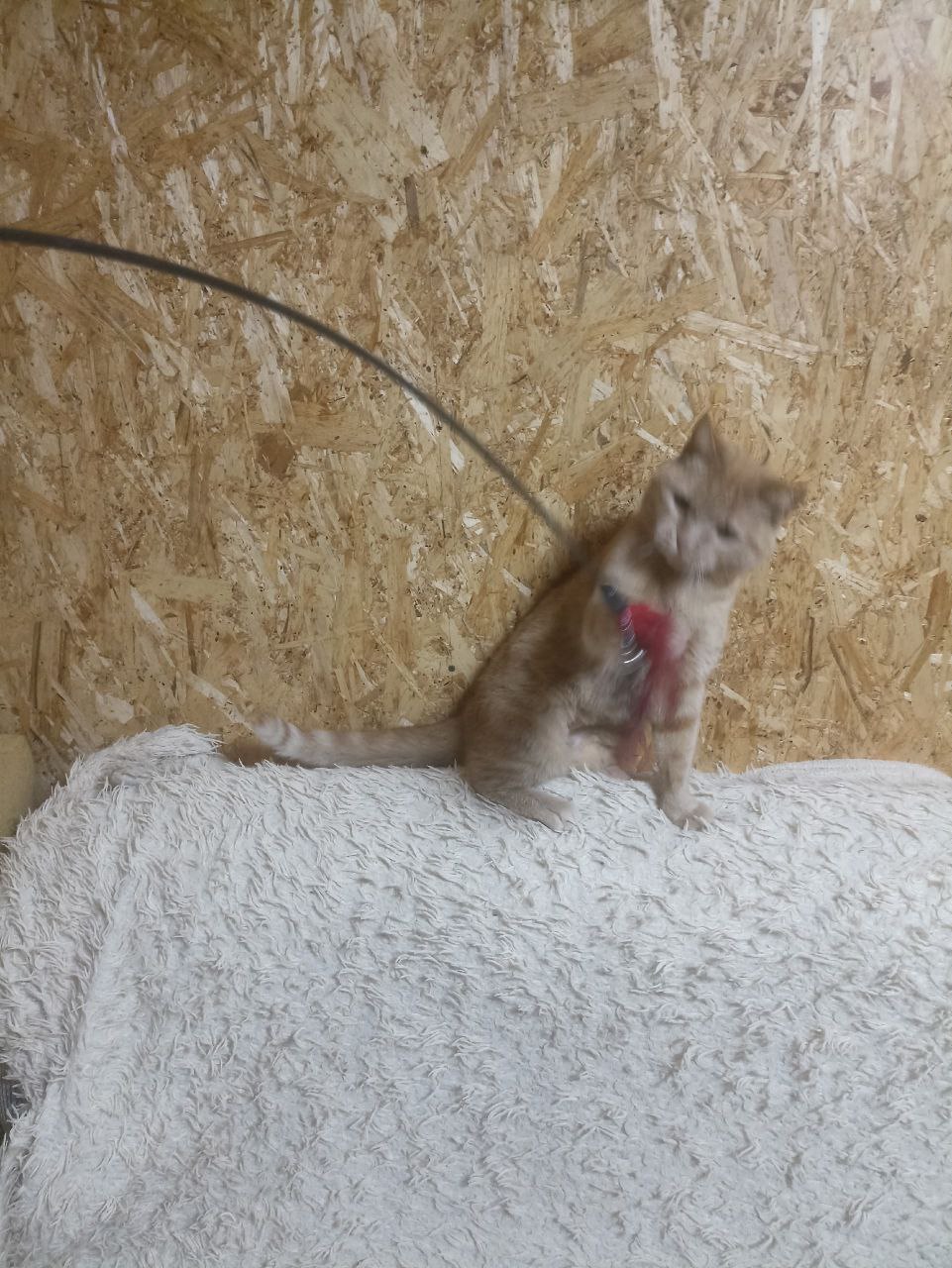 Кошка ищет дом - Животные в Нижневартовск - фото 3