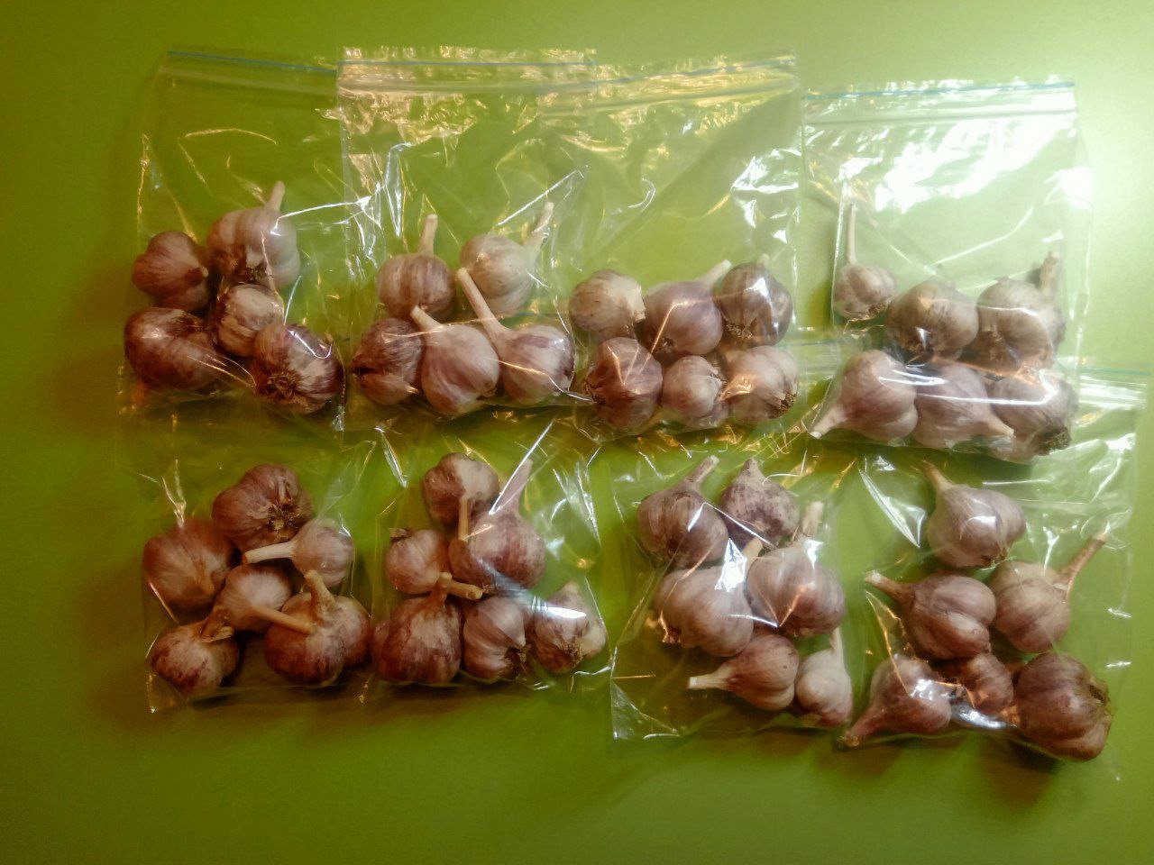 Чеснок со своего огорода - частное объявление в Энгельс