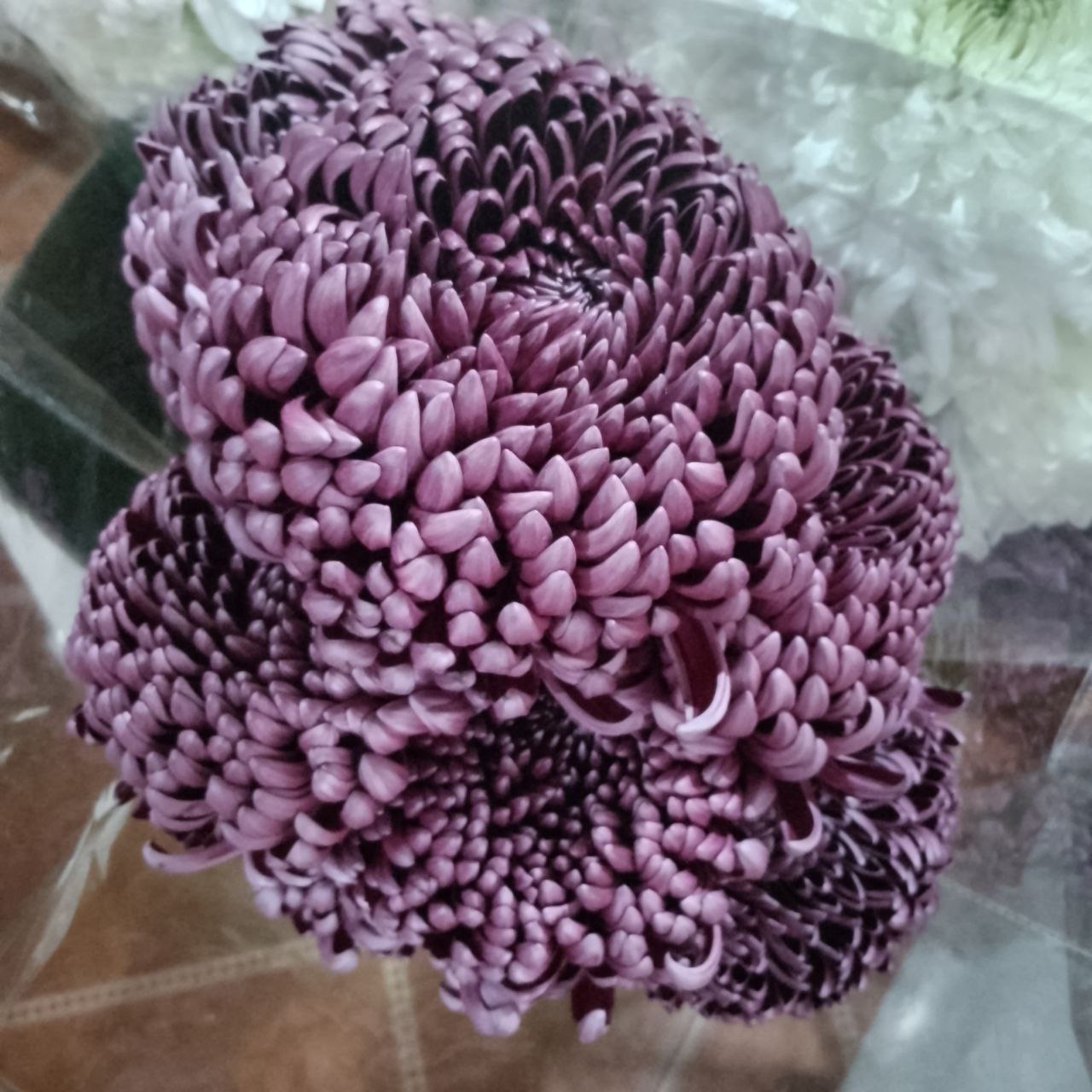 Цветы оптом от 1 упаковки - частное объявление в Энгельс-Саратов