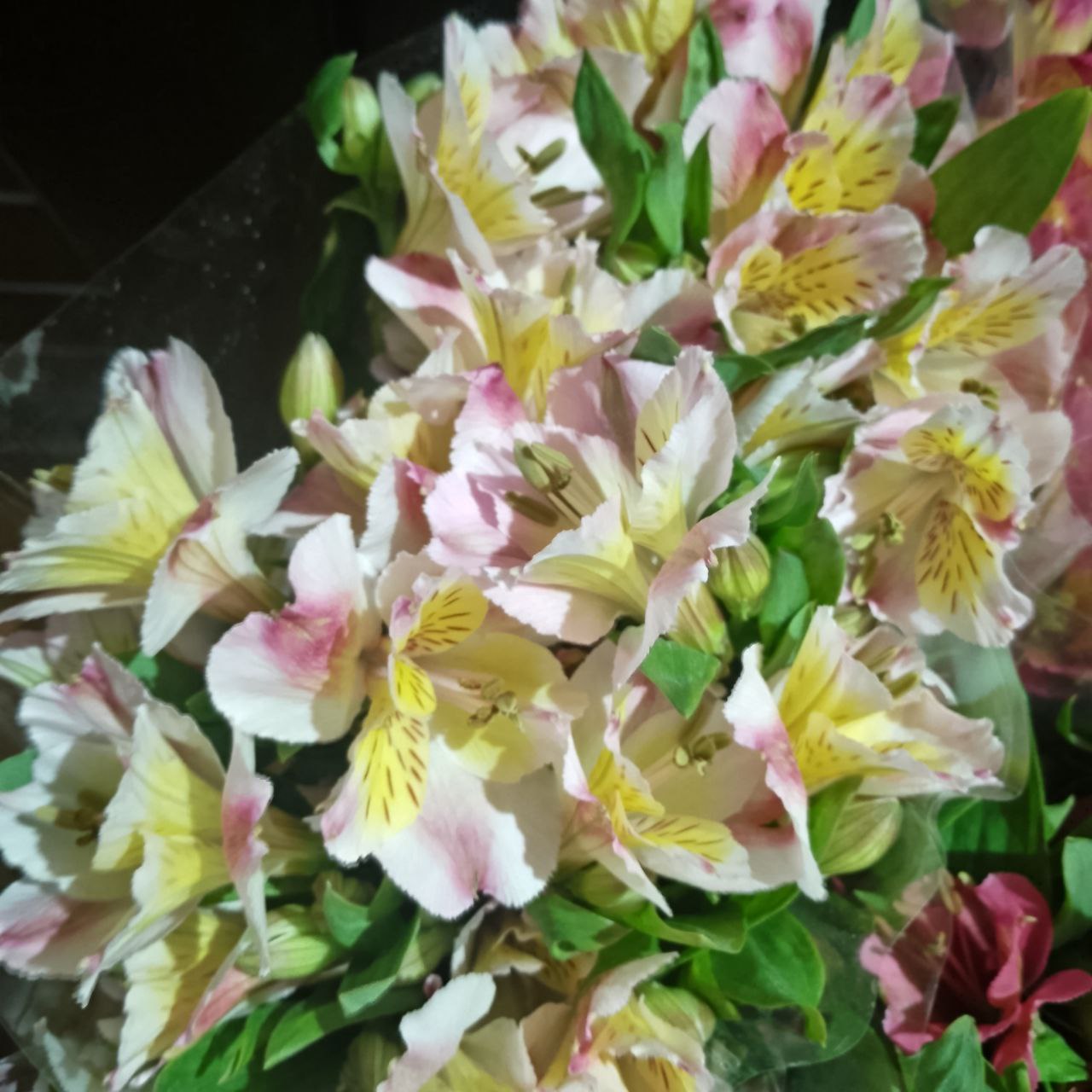 Цветы оптом от 1 упаковки - Хобби и отдых в Энгельс-Саратов - фото 3