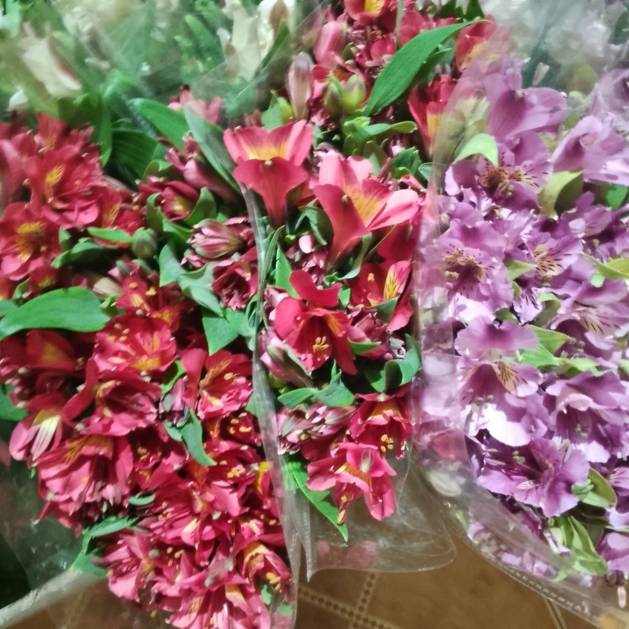 Цветы оптом от 1 упаковки - Хобби и отдых в Энгельс-Саратов - фото 4