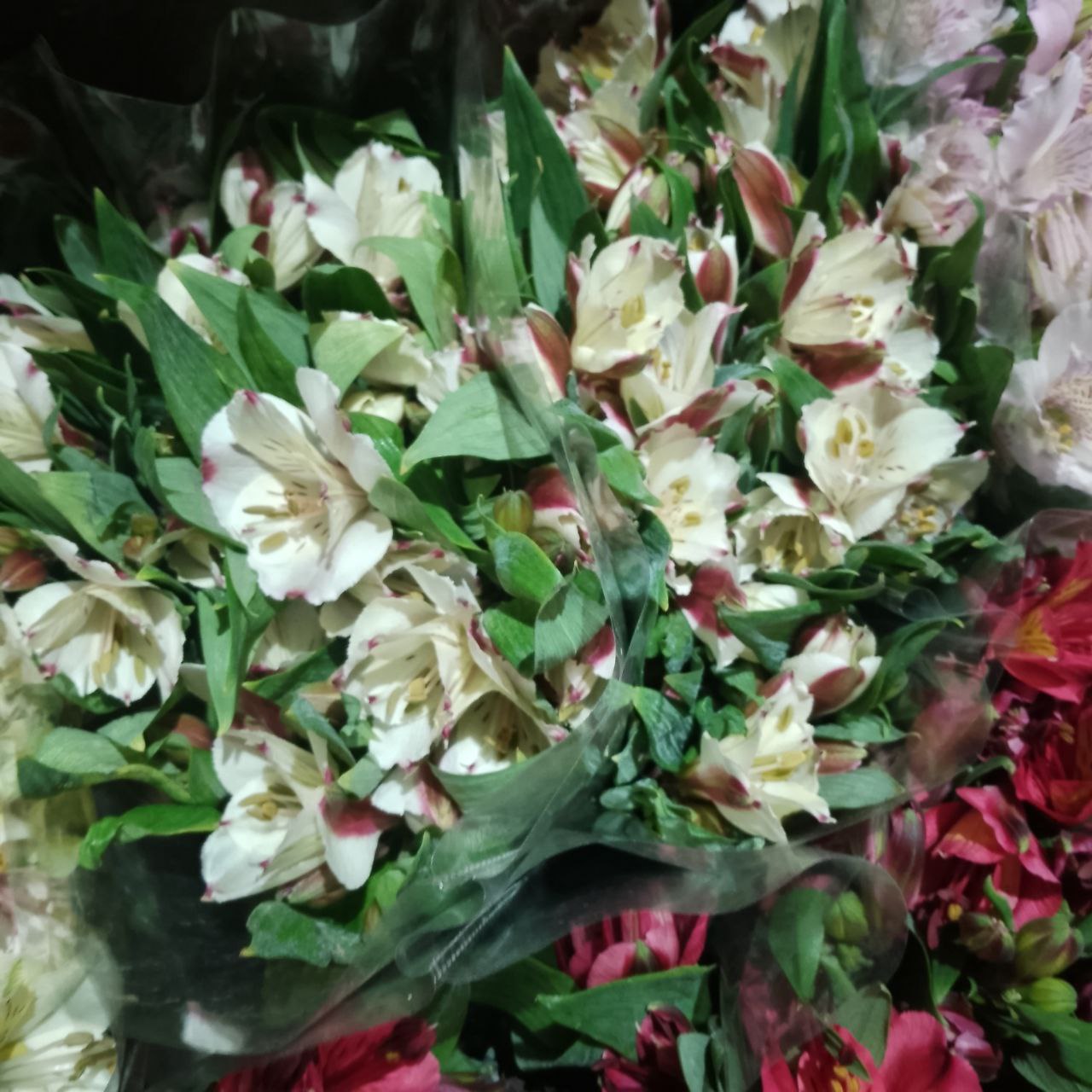 Цветы оптом от 1 упаковки - Хобби и отдых в Энгельс-Саратов - фото 5