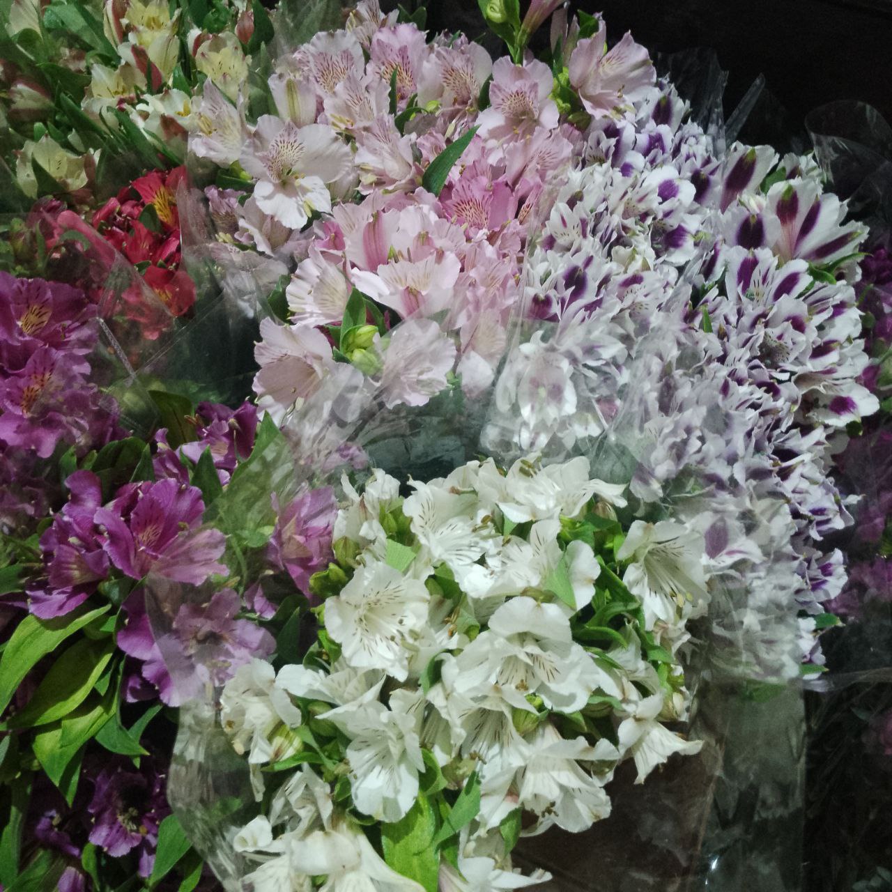 Цветы оптом от 1 упаковки - Хобби и отдых в Энгельс-Саратов - фото 6