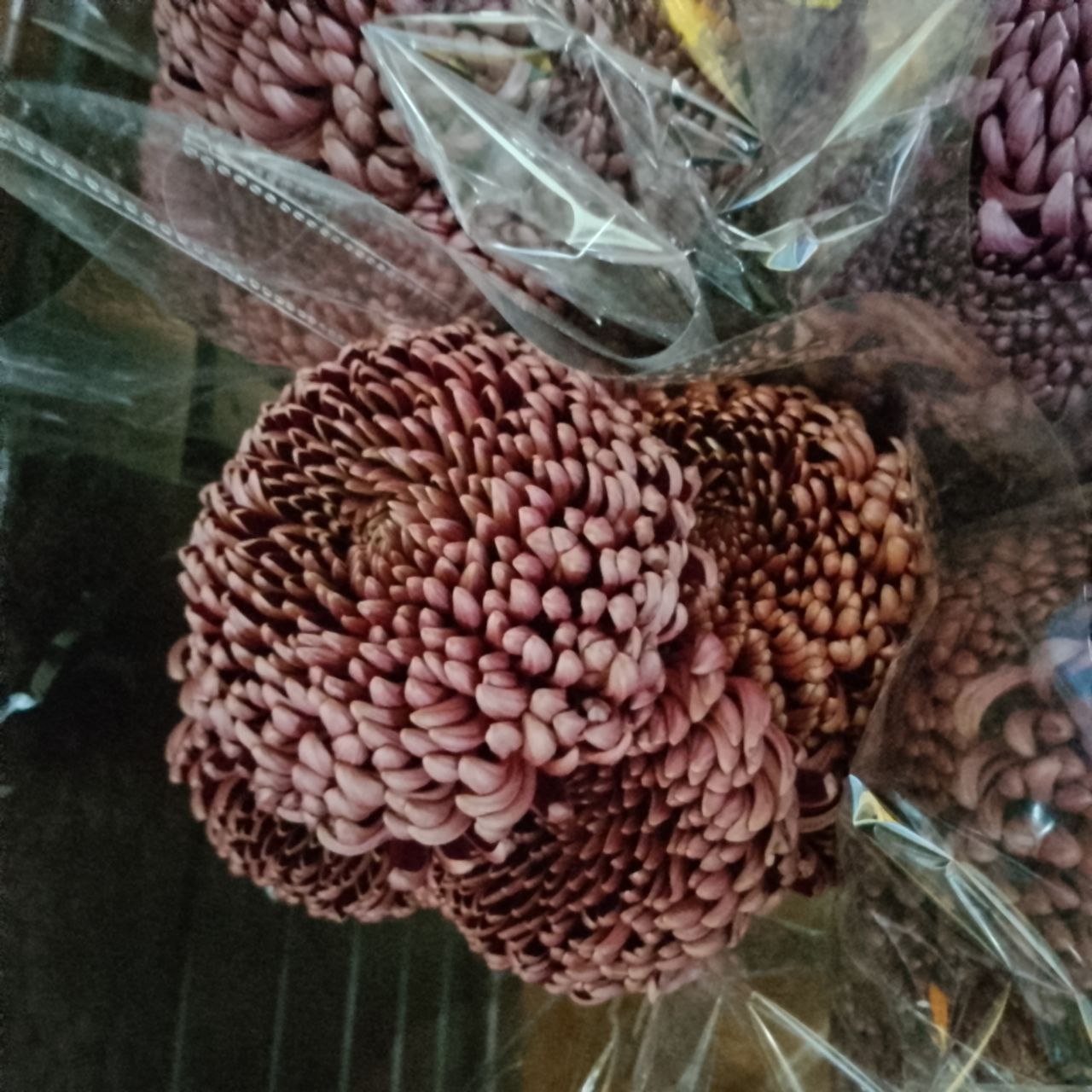 Цветы оптом от 1 упаковки - Хобби и отдых в Энгельс-Саратов - фото 7